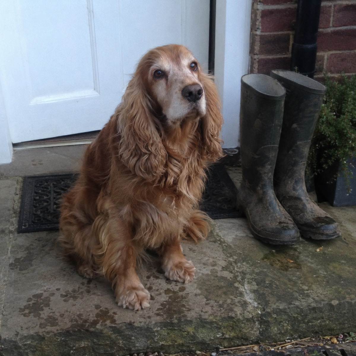 Alfie